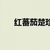 红蕃茄楚珍舫怎么样（红蕃茄楚珍舫）