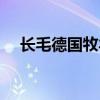 长毛德国牧羊犬视频（长毛德国牧羊犬）