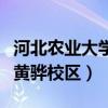 河北农业大学黄骅校区分数线(河北农业大学黄骅校区) 河北农业大学黄骅校区分数线(河北农业大学黄骅校区)