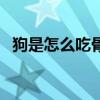 狗是怎么吃骨头的过程（狗和骨头怎么过）