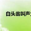 白头翁叫声大全试听mp3（白头翁叫声）