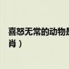 喜怒无常的动物是什么生肖动物（喜怒无常的动物是什么生肖）