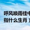 呼风唤雨佳中宫打一生肖（呼风唤雨佳中宫是指什么生肖）