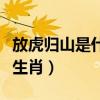 放虎归山是什么生肖和动物（放虎归山是什么生肖）