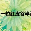 一粒红皮谷半两还不足是什么生肖是什么动物