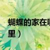 蝴蝶的家在哪里 答案 三年级（蝴蝶的家在哪里）