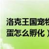 洛克王国宠物蛋怎么孵化不了（洛克王国宠物蛋怎么孵化）