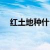 红土地种什么好（红土地种什么最赚钱）