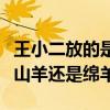 王小二放的是山羊还是绵羊啊（王小二放的是山羊还是绵羊）