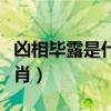 凶相毕露是什么生肖动物（凶相毕露是什么生肖）