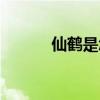 仙鹤是怎么走路的（飞鹤走路）