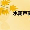 水葫芦苗属于什么科（水葫芦苗）