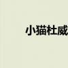 小猫杜威读后感500字（小猫杜威）