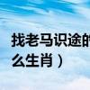 找老马识途的生肖是什么生肖（老马识途是什么生肖）
