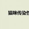 猫咪传染性腹膜炎症状（腹膜炎症状）
