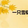 一只雪橇犬多少钱（雪橇犬价格）