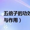 五倍子的功效与作用及禁忌症（五倍子的功效与作用）