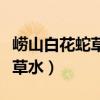 崂山白花蛇草水多久喝一次合适（崂山白花蛇草水）