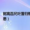 树高百尺叶落归根什么意思啊（树高百尺 叶落归根是什么意思）