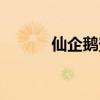 仙企鹅登陆的中心句（仙企鹅）