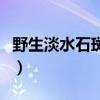 野生淡水石斑鱼吃什么饵料（野生淡水石斑鱼）