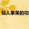 仙人掌果的功效与作用及食用方法（千人掌）