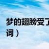 梦的翅膀受了伤歌词背景（梦的翅膀受了伤歌词）