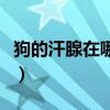 狗的汗腺在哪里（狗狗的汗腺在身上哪个部位）