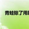 青蛙除了用肺呼吸之外还用什么器官呼吸