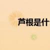 芦根是什么植物图片（芦根是什么）