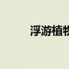 浮游植物是生产者吗（浮游植物）
