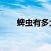 蜱虫有多大 长什么样（蜱虫有多大）