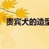 贵宾犬的造型是什么样的（贵宾犬的造型）