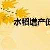 水稻增产促早熟（全国早稻实现增产）