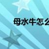 母水牛怎么叫法（msn怎么加陌生人）