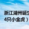 浙江湖州诞生4只小金虎 app（浙江湖州诞生4只小金虎）