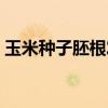 玉米种子胚根发育成什么（胚根发育成什么）