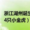 浙江湖州诞生4只小金虎 视频（浙江湖州诞生4只小金虎）