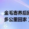 金毛寄养后回来不理人（被寄养金毛暴走100多公里回家）