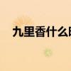 九里香什么时候开花?九里香的花有毒吗?
