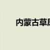 内蒙古草原上的芨芨草最高可达: 1米