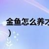 金鱼怎么养才能活得长久（金鱼怎么养才能活）