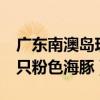 广东南澳岛现五只粉色海豚（广东南澳岛现5只粉色海豚）
