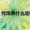 牧场养什么动物最赚钱（牧场养什么最赚钱）