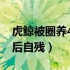 虎鲸被圈养42年后自残藏（虎鲸被圈养42年后自残）