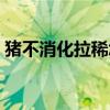 猪不消化拉稀怎么办（猪拉稀不吃食怎么办）