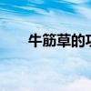 牛筋草的功效与作用,牛筋草的副作用
