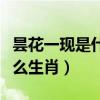 昙花一现是什么生肖最佳答案（昙花一现是什么生肖）
