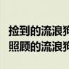 捡到的流浪狗主人来找（赵露思领养需要特殊照顾的流浪狗）