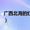 广西北海的红树林（广西北海红树林大片消失）